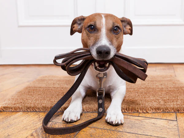 Picture of a pup holding a dog leash in their mouth