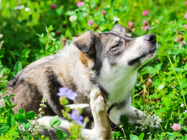 picture of a dog scratching their neck