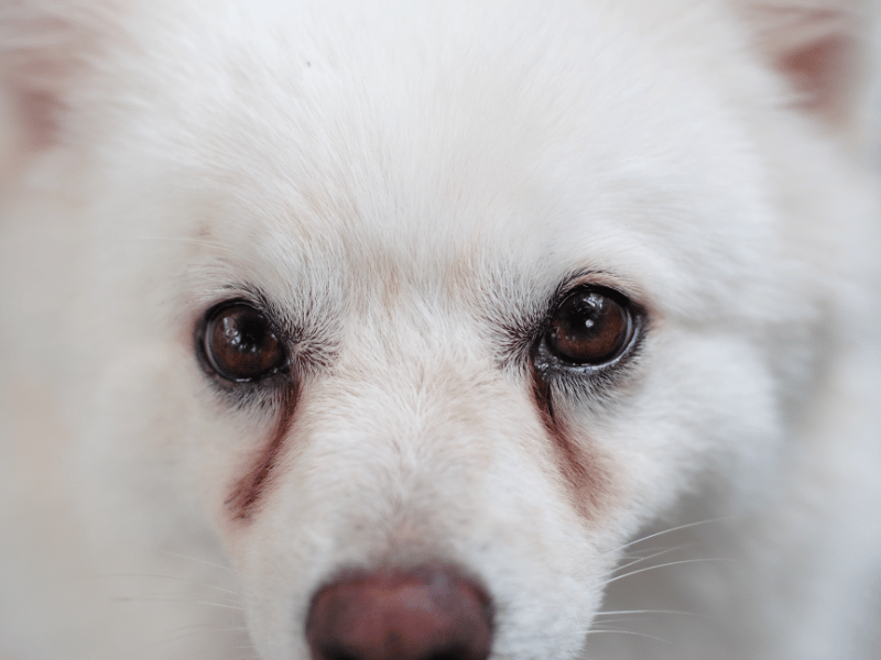 Dog with tear stains