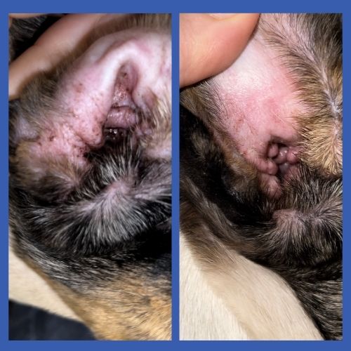 picture of a dog's ears before and after using squishface ear wipes
