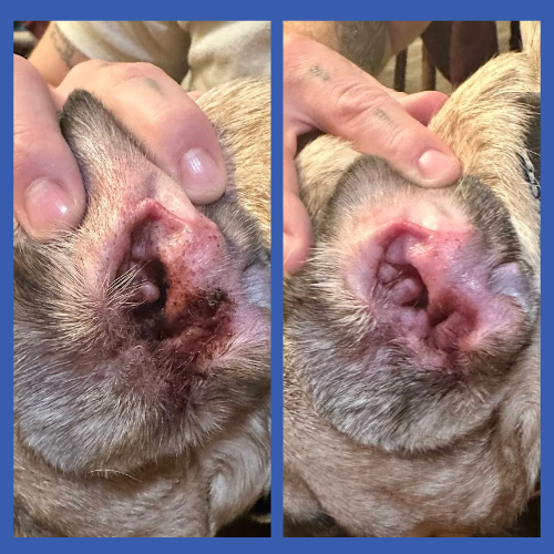 picture of a dog's ear before and after using squishface ear wipes