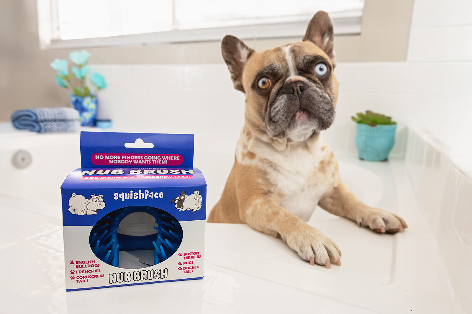 How to Clean French Bulldog Tails (And Why It Matters More Than You Th ...