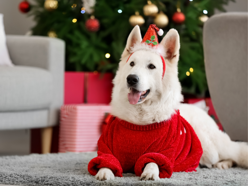 picture of a dog in a winter sweater