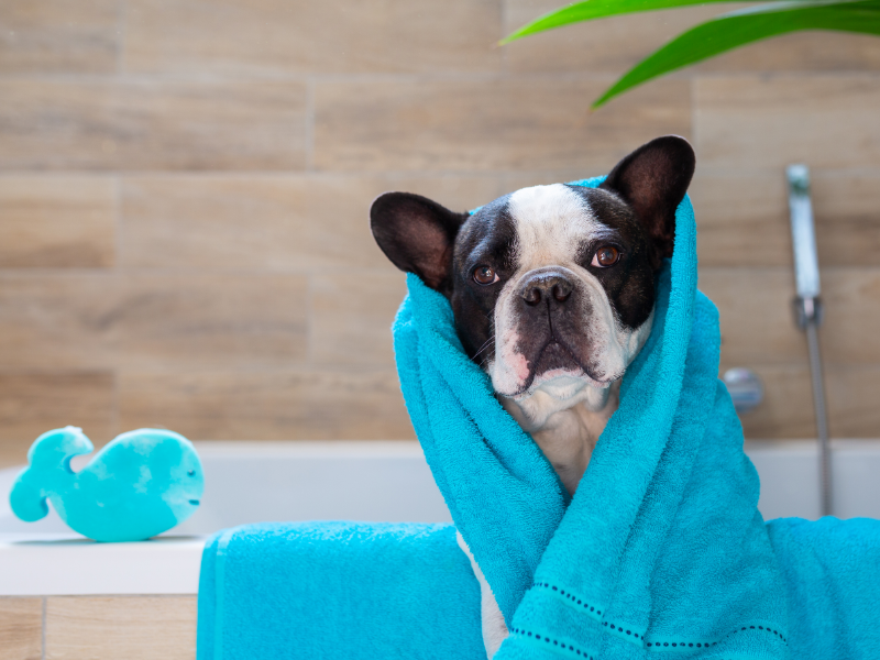 Picture of french bulldog wrapped in a towel