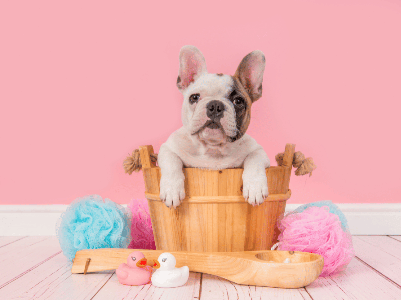 French Bulldog bathtime