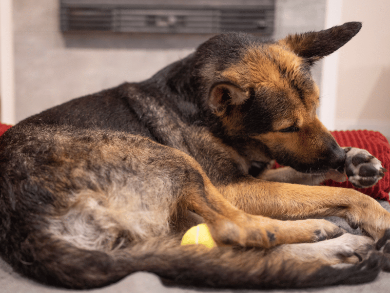 Why Do Dogs Lick Their Paws?