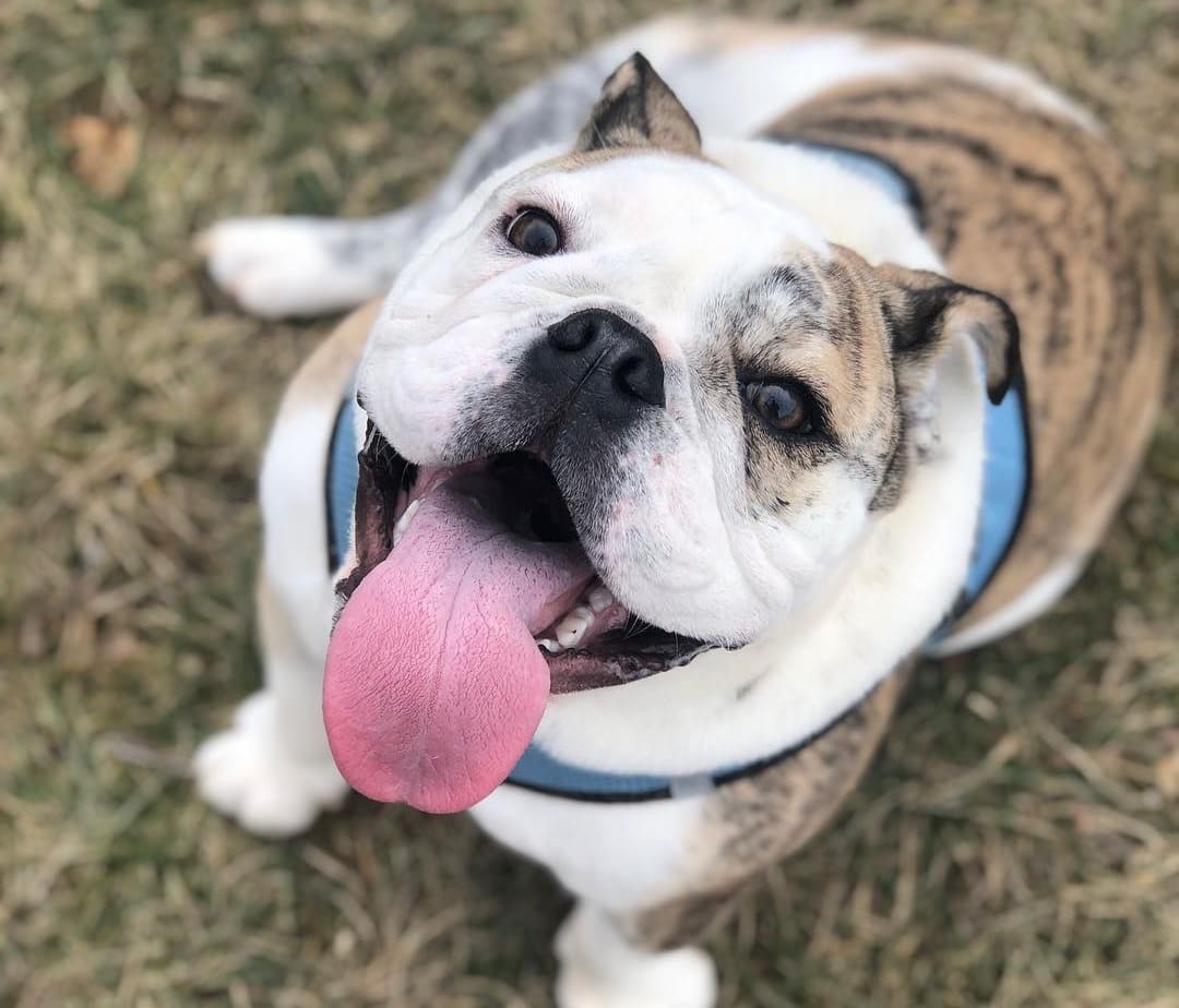 picture of an english bulldog