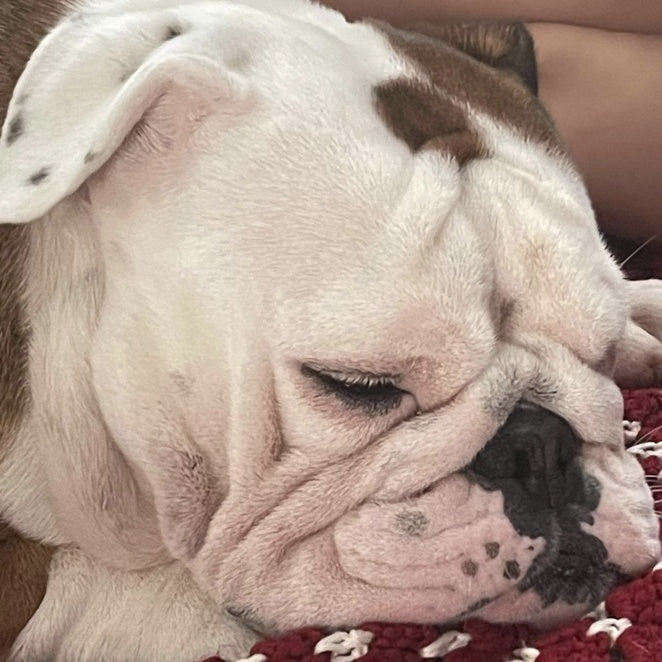 Squishface English bulldog dogs with wrinkly faces