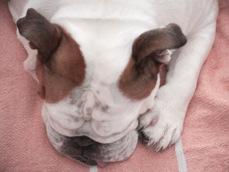 picture of a french bulldog with a cyst