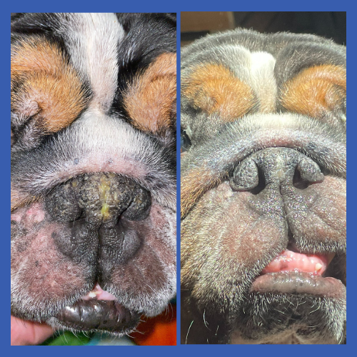 english bulldog before and after using squishface nose balm