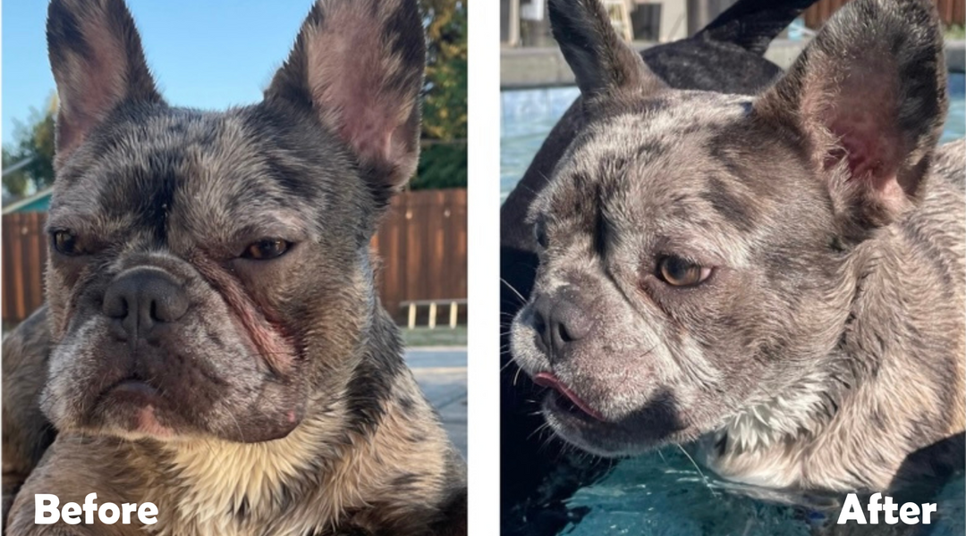 Before and after of a frenchie