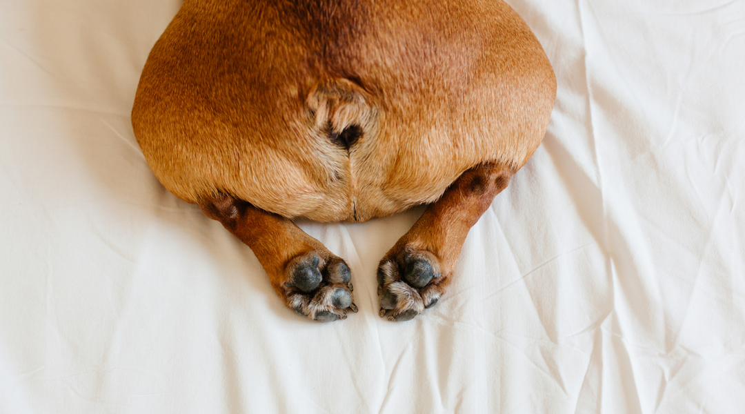 Bulldog butt and paws
