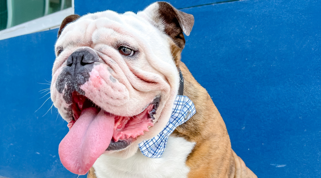 Squishface English Bulldog with bow tie