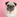 Squishface Pug with pink background