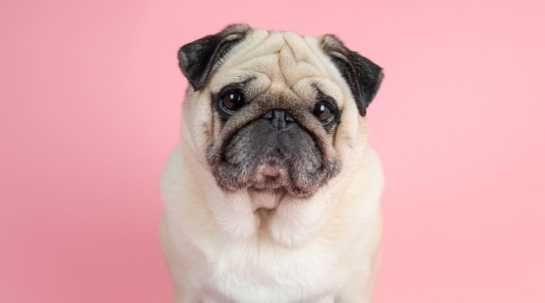 Squishface Pug with pink background