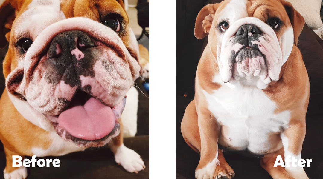 English Bulldog before and after clean wrinkles