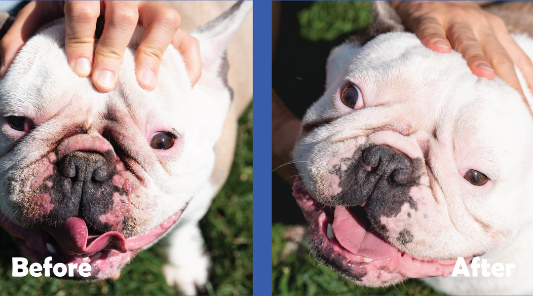 Bulldog before and after