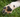 Dog paw in grass