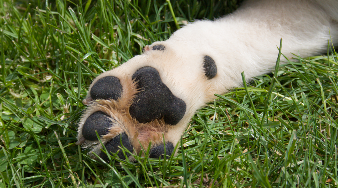 Dog paw in grass