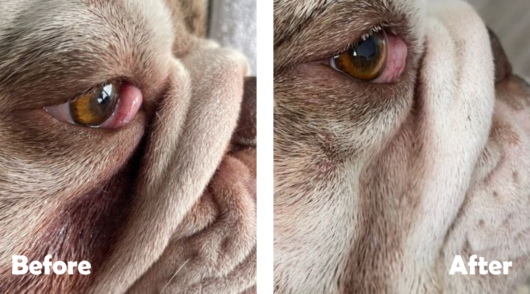 Before and after of bulldog wrinkles