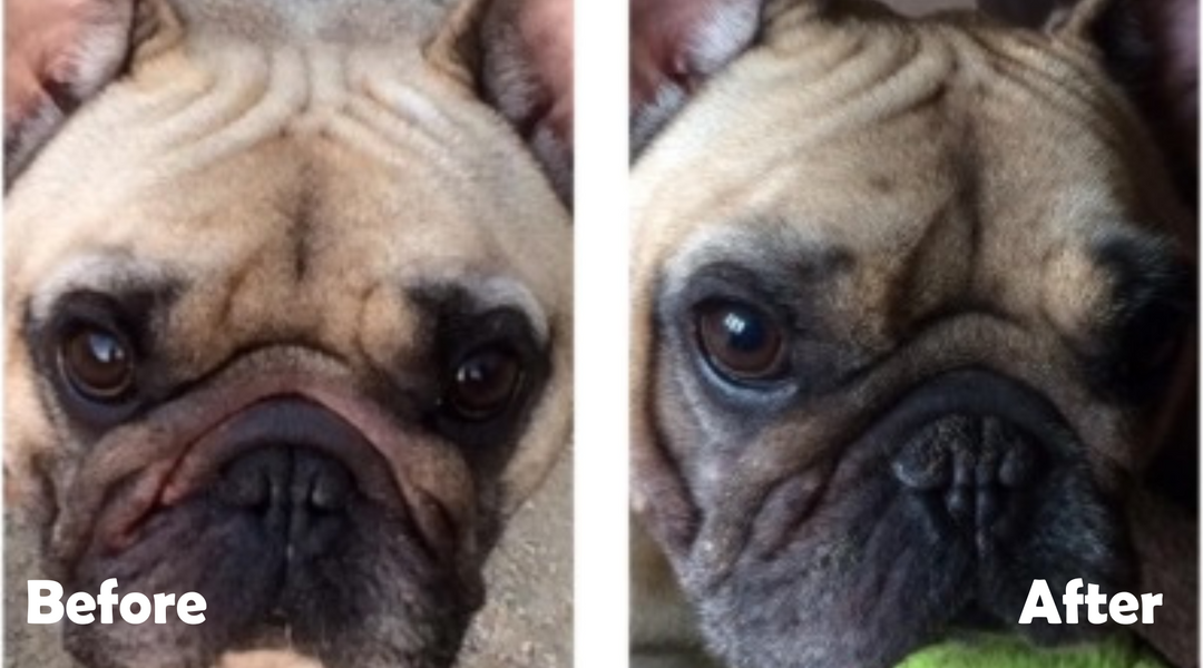 Frenchie before and after