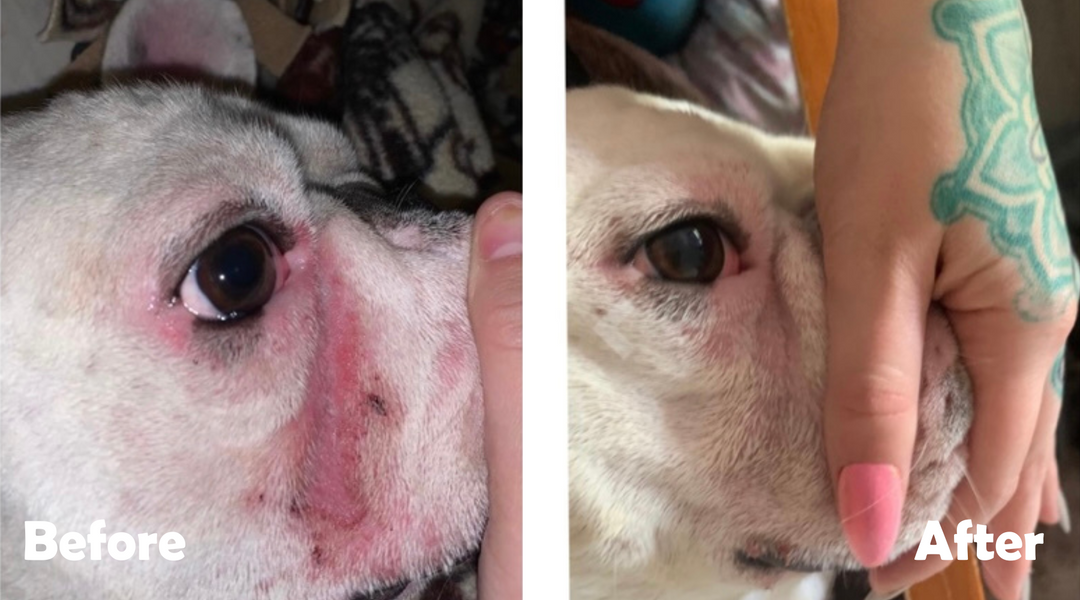 Bulldog skin fold dermatitis before and after