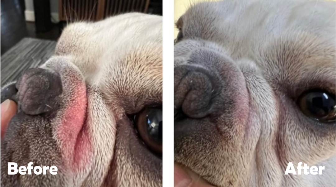 Before and after Frenchie wrinkles
