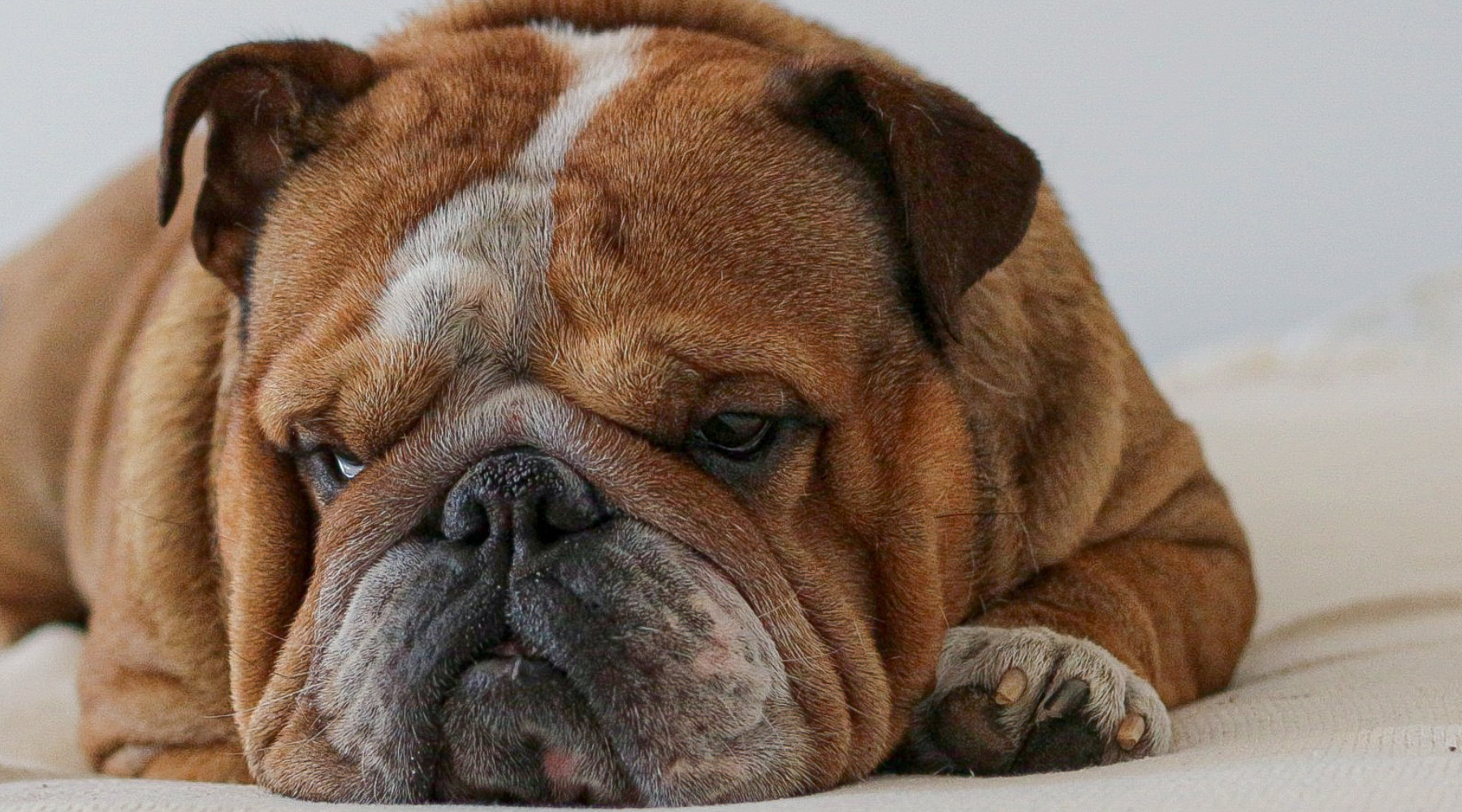 Beautiful view of Grooming Products For Senior Dogs
