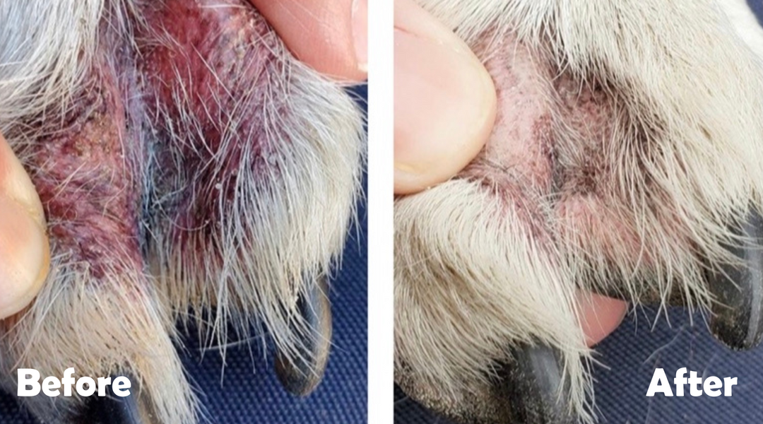 Before and after bulldog paws