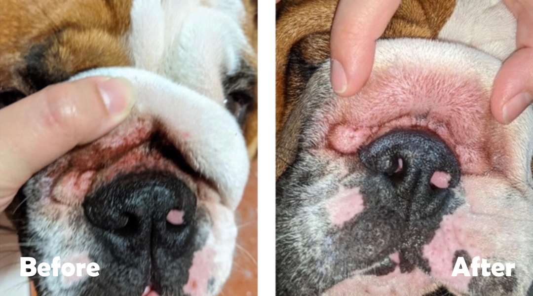 english Bulldog before and after