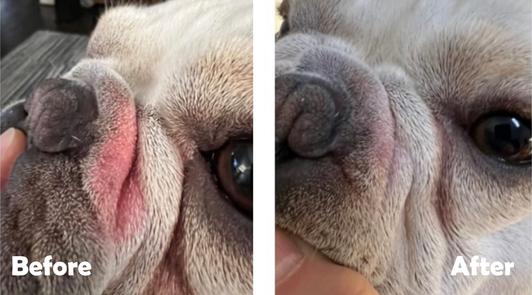 French Bulldog before and after