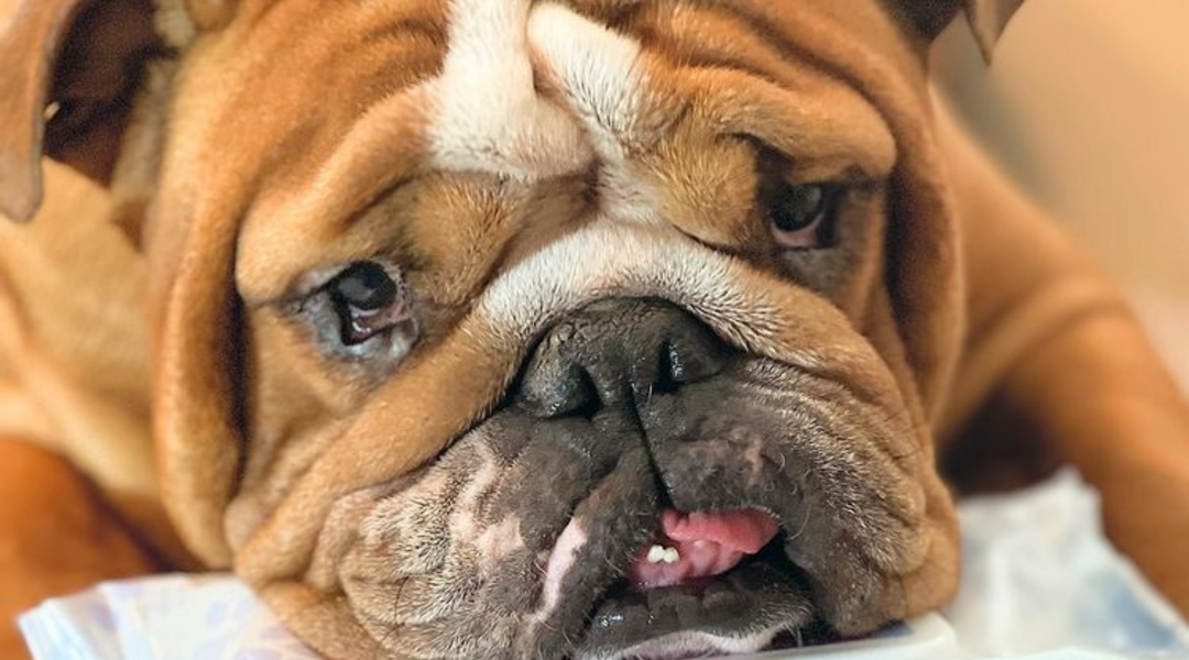 Picture of sad bulldog