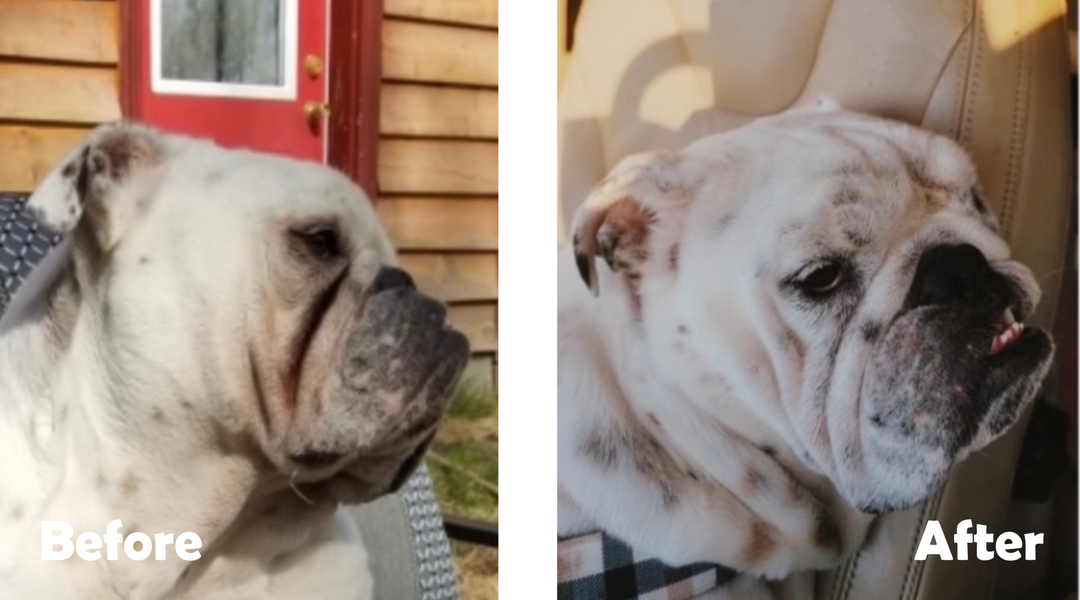 English Bulldog before and after