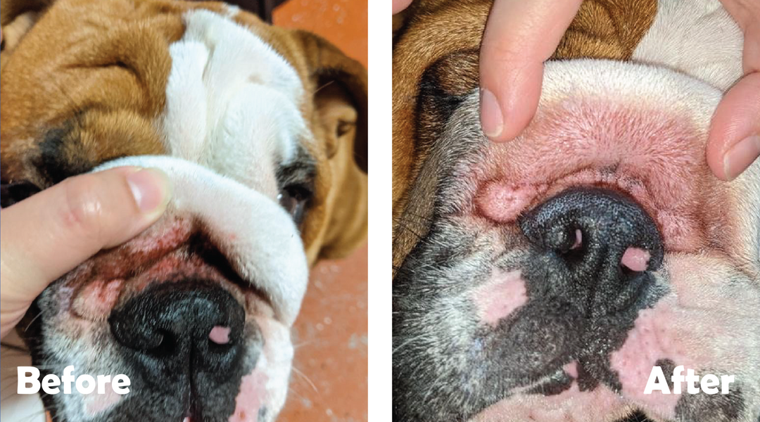 Bulldog wrinkles clean and dirty