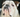 English bulldog face