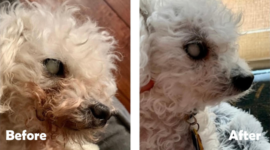 Poodle tear stains before and after