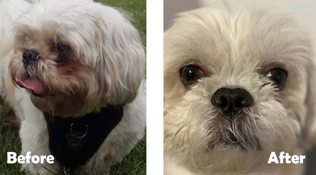White dog before and after