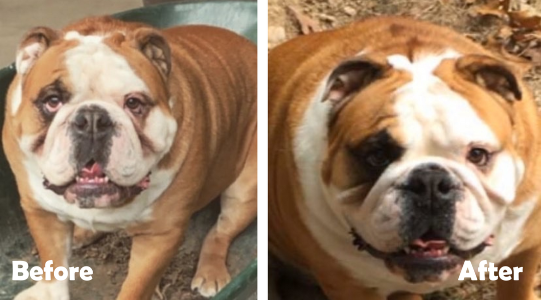 Before and after English Bulldog