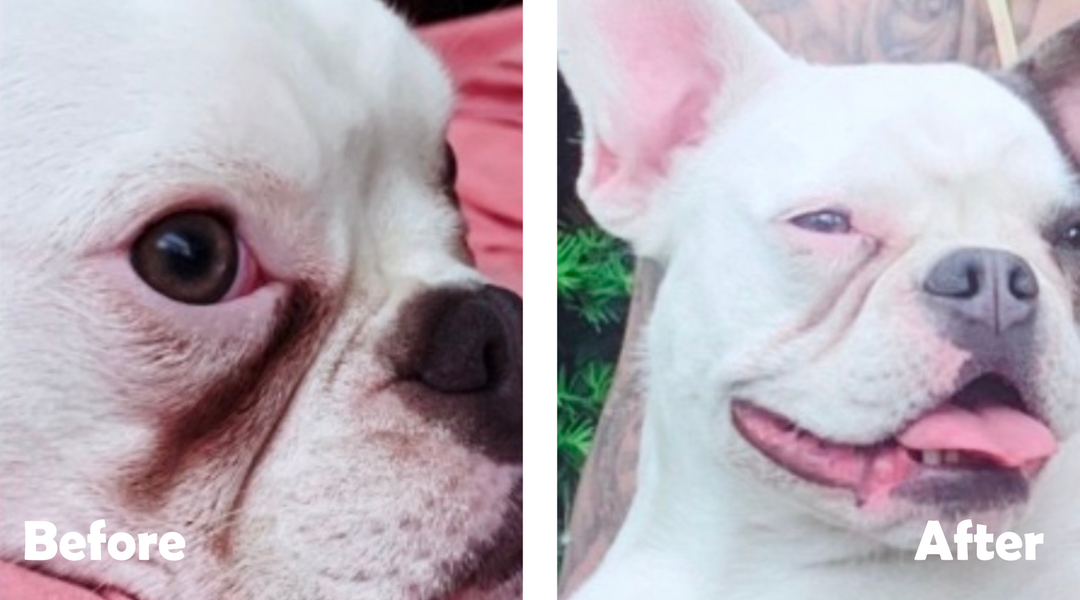 French Bulldog before and after tear stains