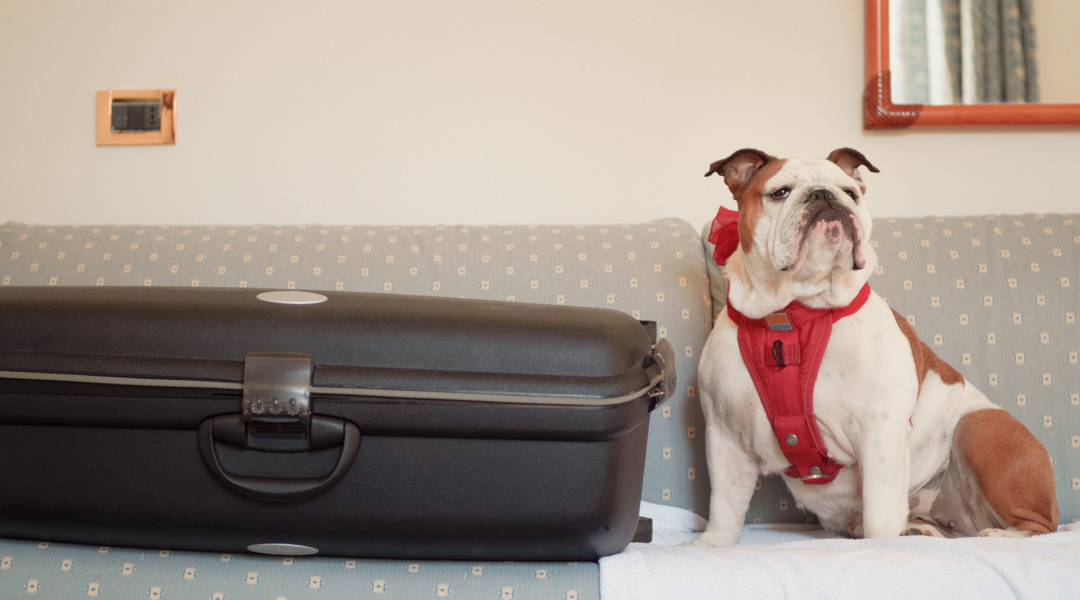 English Bulldog traveling with suitcase