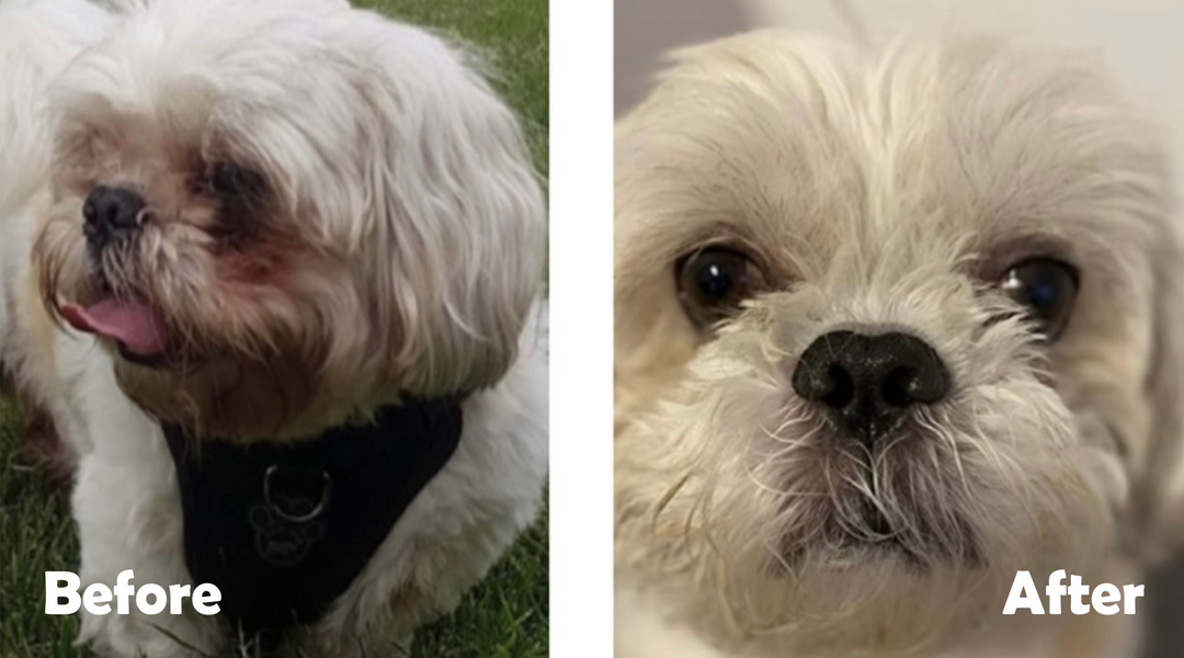 Before and after tear stains dog