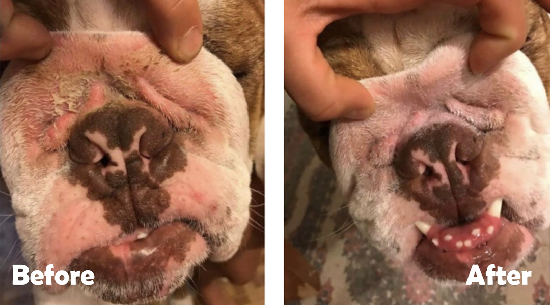 Bulldog face wrinkle before and after cleaning