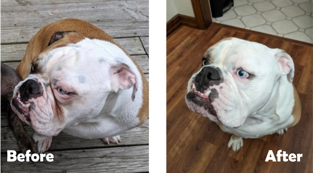 English Bulldog before and after wrinkles