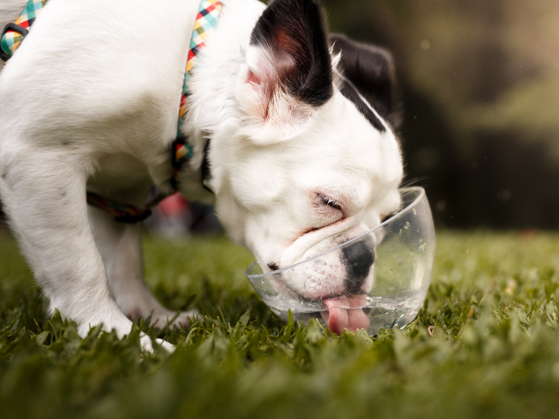 Picture of bulldog drinking water out of bowl in grass