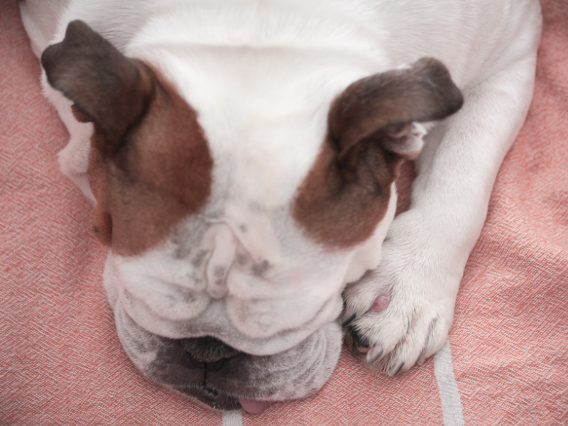 Picture of a sad bulldog lying down 
