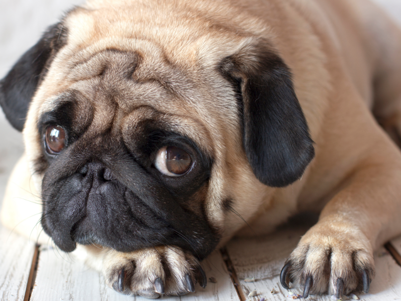 Picture of sad pug lying on the ground 