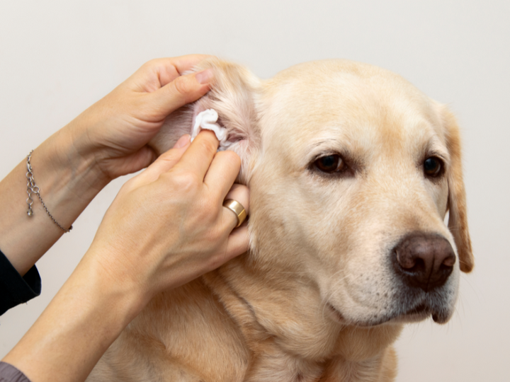 yellow labrador getting their ears cleaned