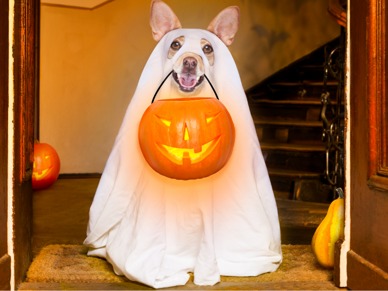 Dog holding a pumpkin treat pail 