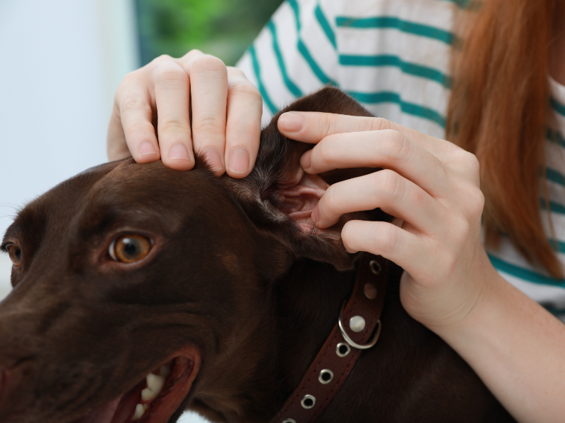 How to Recognize and Prevent Dog Ear Infections – Squishface