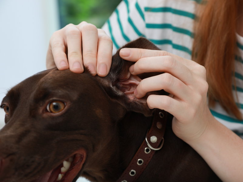 Picture of a person inspecting dog's ear 